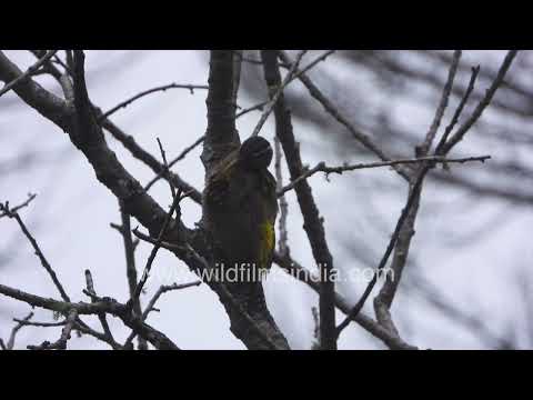 Preen, fly and forage: A Streak-throated Woodpecker's day in Jabbarkhet thumbnail
