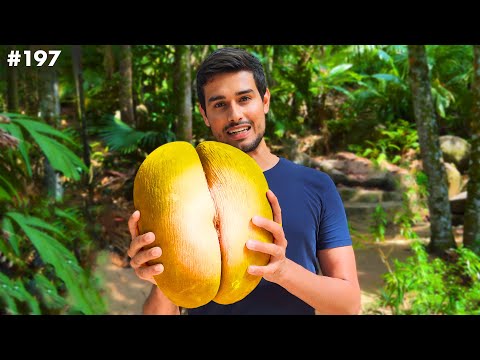 This is World's Biggest Nut! (Only found on Rare African Island) thumbnail