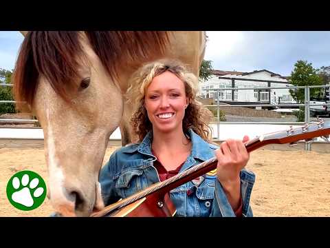 Horse Reacts To Acoustic Guitar In The Sweetest Way thumbnail