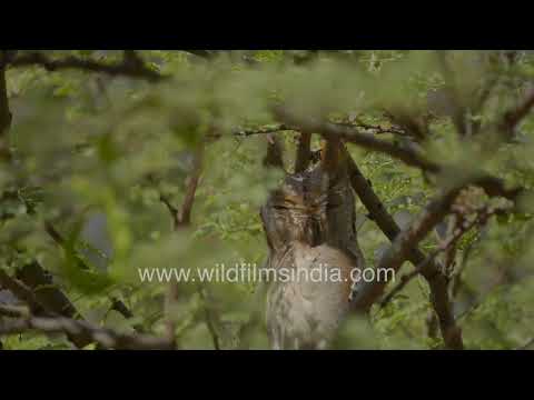 Indian Scops Owl camouflaged in its forest habitat thumbnail