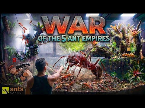 Rise of the Five Ant Empires in My Giant Indoor Ecosystem thumbnail