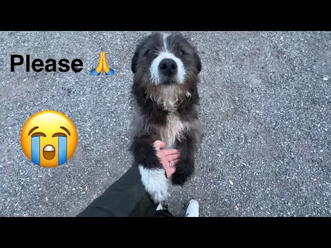 Stray Dog In Bulgaria Wants To Be Adopted! He Tries To Come Home!!  thumbnail