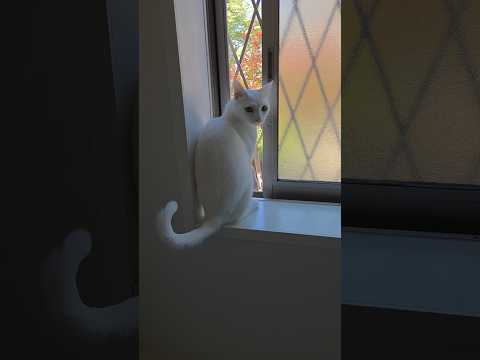 今のシロ。　 #猫のいる暮らし #保護猫 #猫 thumbnail