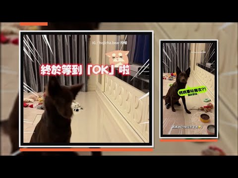 聽到「OK」才開動！汪聽不是「OK」趕緊煞住太可愛XD thumbnail