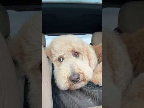 Full time dog mom #dogs thumbnail
