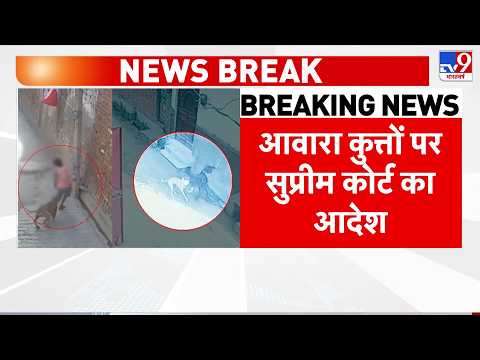 Supreme Court On Stray Dogs: Breaking News I Stray Dogs I Dog Attack I SC I TV9 thumbnail