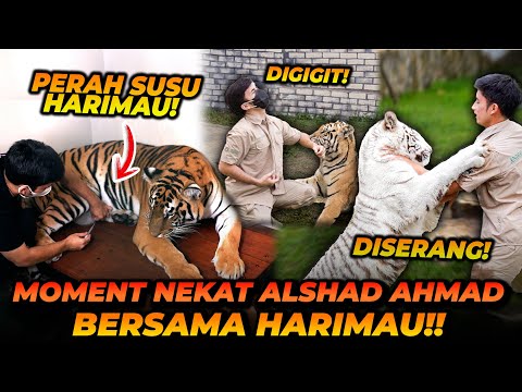 AKSI2 NEKAT ALSHAD AHMAD! BERMAIN DENGAN HARIMAU DEWASA SAMPAI PERAH SUSU HARIMAU?! HAMPIR KEGIGIT! thumbnail