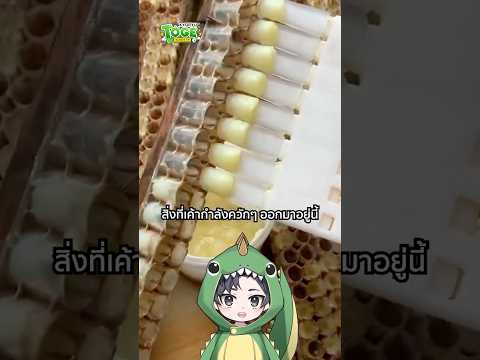 นมผึ้ง Royal Jelly | TOGE トゲ thumbnail