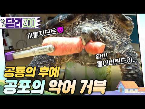 [🐕#달리ZOO] 한번 물면 놓지 않아. 무시무시한 악어 거북(🐊+🐢) #TV동물농장 #달리 #DALI thumbnail