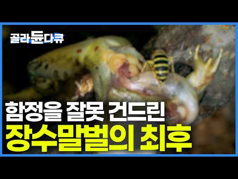 [한국 방송 최초] "천적도 없는 줄 알았던 장수말벌의 씨를 말려버릴 정도" 모조리 싹 다 잡아먹는 충격적인 사냥법｜비밀의 새, 벌매의 생태｜다큐프라임｜#골라듄다큐 thumbnail