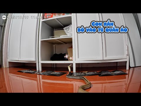 Đặt Camera Trong Nhà Chị Thơ Và Phát Hiện Sự Thật Kinh Hoàng thumbnail