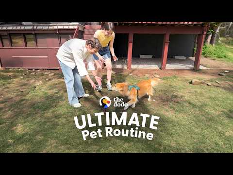 She Took Her Dog Back Home — And Planned His Perfect Day | The Dodo thumbnail