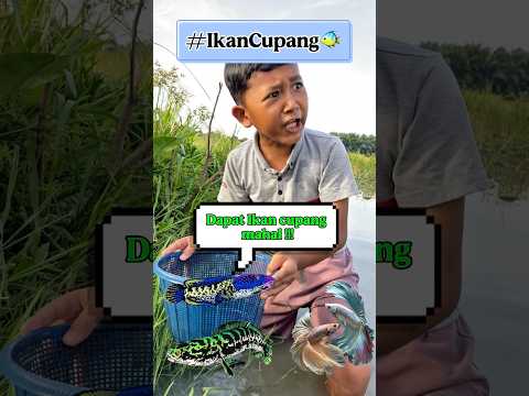 Dapat Ikan Cupang MUAHALLL !! #sudaistv #drama #fyf #standup #comedy #lucu #Reveal #komedi #drakor thumbnail