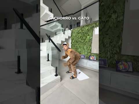 Cachorro VS. Gato - Parte 2 thumbnail