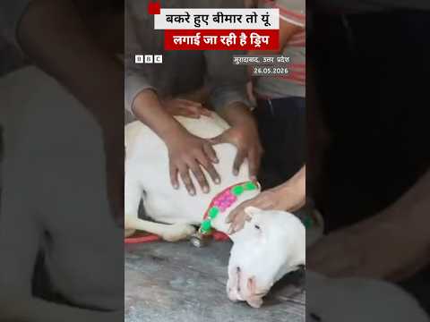 गर्मी से बीमार बकरों का ऐसे हो रहा इलाज #heatwave (BBC Hindi) thumbnail