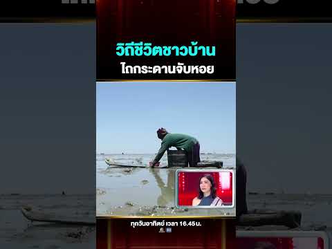 วิถีชาวบ้าน ลุยโคลนไถกระดานจับหอย #ลุงพงษ์ thumbnail