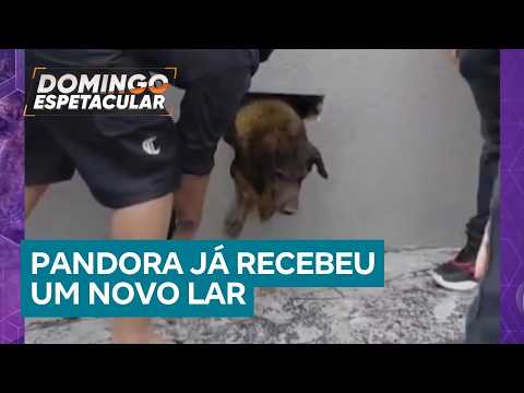 Cadela é resgatada depois de ficar dez dias emparedada no alicerce de uma casa em obras no Paraná thumbnail