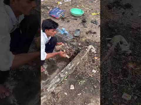 Pure water for the voiceless animals ? #sewa thumbnail
