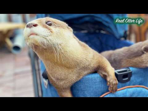 【衝撃の結末】新しいカートを買った結果、カワウソがこうなりました… [元ネタ] I Bought My Otters a Pet Stroller, and This Happened… thumbnail