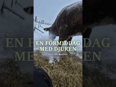 Finns det ett mysigare sätt att starta dagen på? 🐓🐷🐮🐐 thumbnail