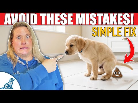 First Day / Night Puppy Owner Panic - Do This FIRST! thumbnail