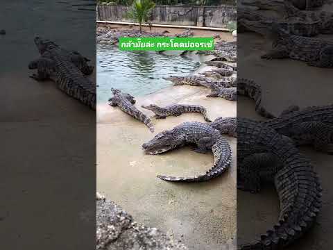 กล้ามั๊ยล่ะ กระโดดบ่อจรเข้ #funny #comedy #reels #เล่าเรื่องตลก #คลิปตลก thumbnail