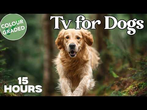 15 HOUR Dog TV: Scenic Virtual Nature Walks for Dogs Staying Home Happy thumbnail