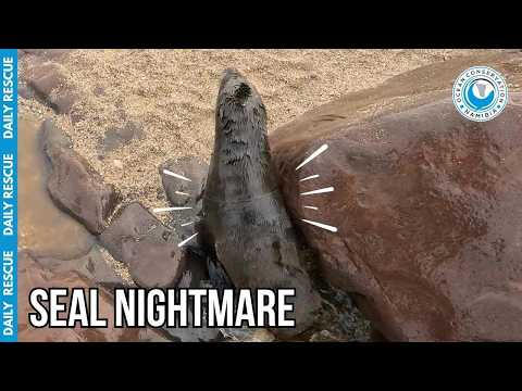 Racing Across Treacherous Rocks To Save A Seal thumbnail