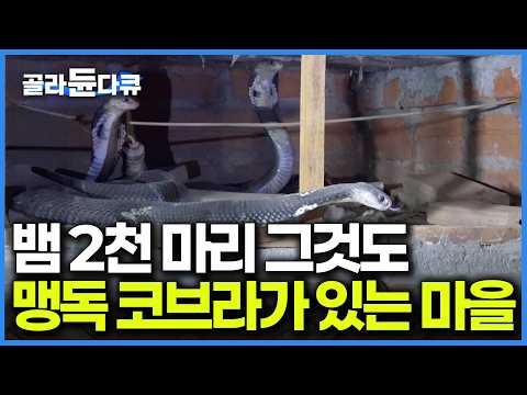 베테랑들도 목숨 걸고 일한다. 잠깐 방심하면 손가락부터 심하면 생명까지 잃는 베트남 뱀 마을 사람들｜극한직업｜#골라듄다큐 thumbnail