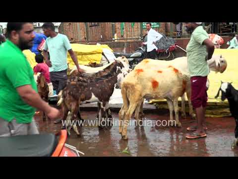 Buyers and sellers gather at Old Delhi's vibrant Goat Market before Eid al-Adha thumbnail
