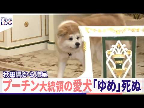 【プーチン大統領“愛犬”】秋田犬「ゆめ」死ぬ  東日本大震災のお礼  秋田県から贈呈『news LOG』 thumbnail