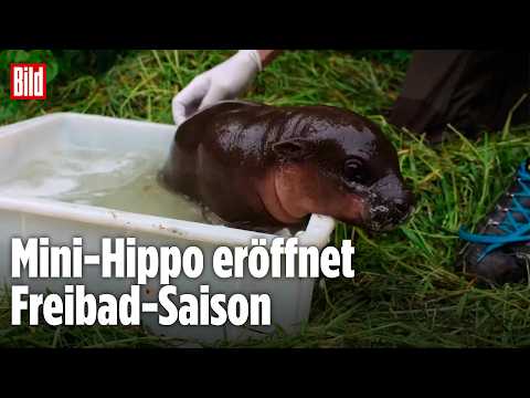 BERLINER ZOO: Kleiner Hippo-Star planscht jetzt los! thumbnail