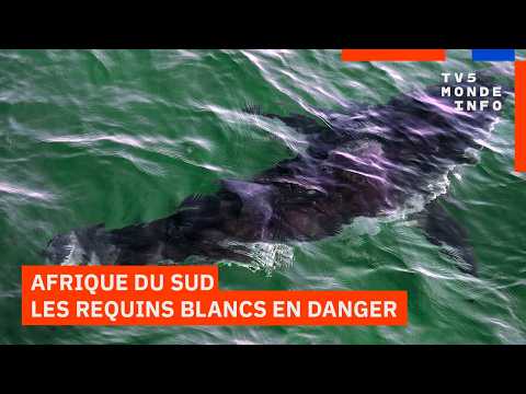 Afrique du Sud : Les grands requins blancs menacés de disparition thumbnail
