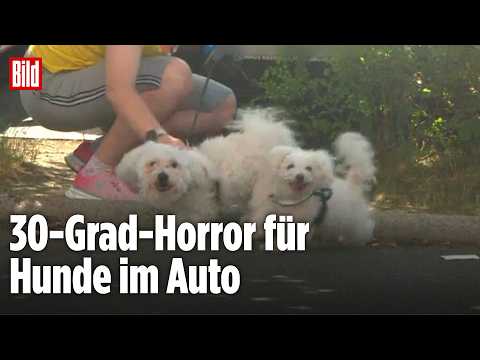 Frau lässt Hunde in heißem Auto zurück – Retter greifen ein! thumbnail