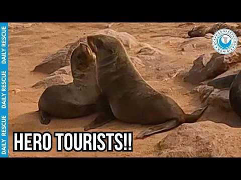 Eagle-Eyed Tourist Spotted Entangled Seal! thumbnail