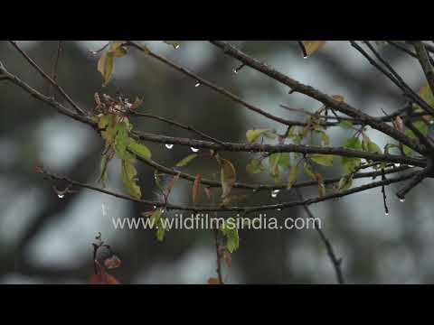 Raindrops glisten on Oak leaves during a Himalayan monsoon shower thumbnail
