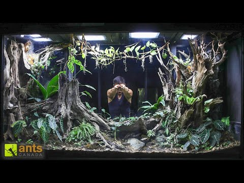 I Added a Turtle Into My Giant Rainforest Vivarium thumbnail
