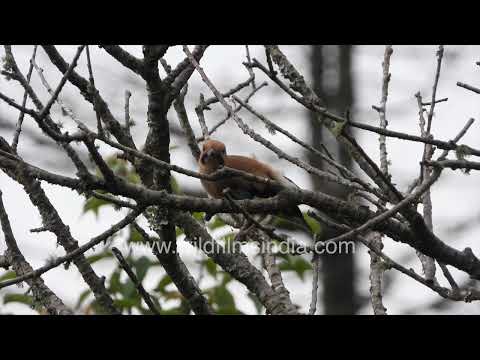 Eurasian Jay in motion: From woodland perch to grassland in Jabbarkhet thumbnail