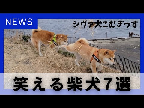 窃盗・暴行・器物破損で許される可愛い柴犬のニュース風コント【パロディ】 thumbnail