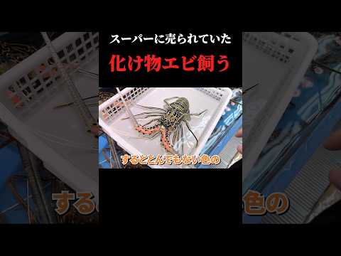 スーパーに売れ残っていたエビ飼育してみると… thumbnail