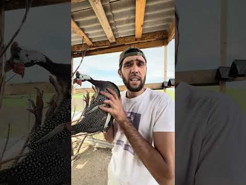 Самая бесполезная птица в нашем хозяйстве thumbnail