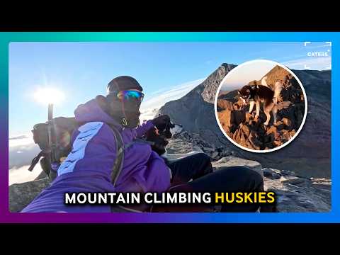 Mountain Climbing Huskies 🐺⛰️ thumbnail