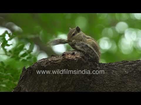 Indian Palm Squirrel carefully grooms its bushy tail while perched high in a tree thumbnail