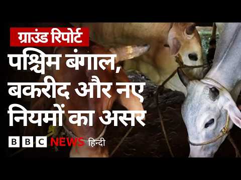पश्चिम बंगाल: बकरीद पर नए नियमों से मवेशियों की बिक्री रुकी, क्या कह रहे हैं लोग (BBC Hindi) thumbnail