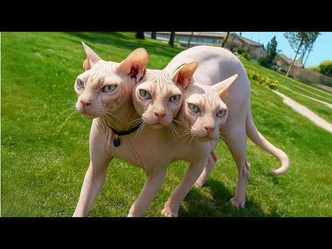 30 Gatos Que Nacen Solo Una Vez Cada Mil Años thumbnail