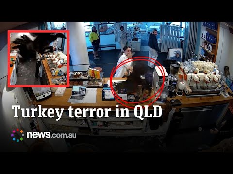 Wild bush turkey terrorises Gold Coast cafe thumbnail