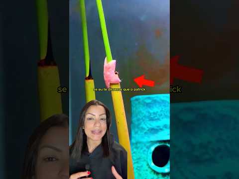 E se o Patrick do Bob Esponja fosse secretamente um predador? thumbnail
