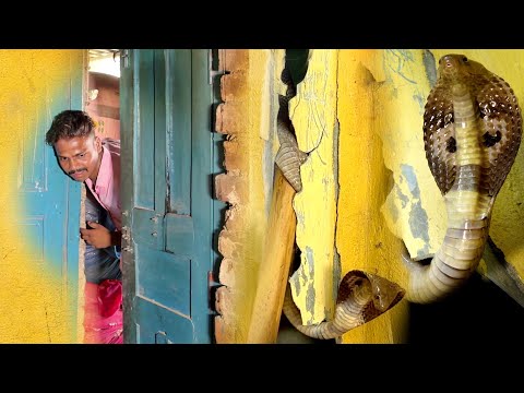 आइए इस वीडियो में देखते है की कोबरा सांप को कैसे रेस्क्यू किया गया? ??? Cobra Snake Rescue thumbnail