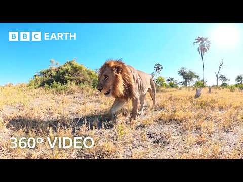 An Unfiltered Immersive Journey Through the Okavango Delta | 360º 4K Video | BBC Earth thumbnail