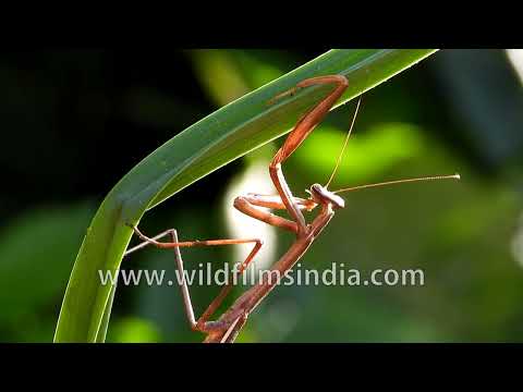 Brown stick mantis hanging beneath a bright green leaf in close-up thumbnail